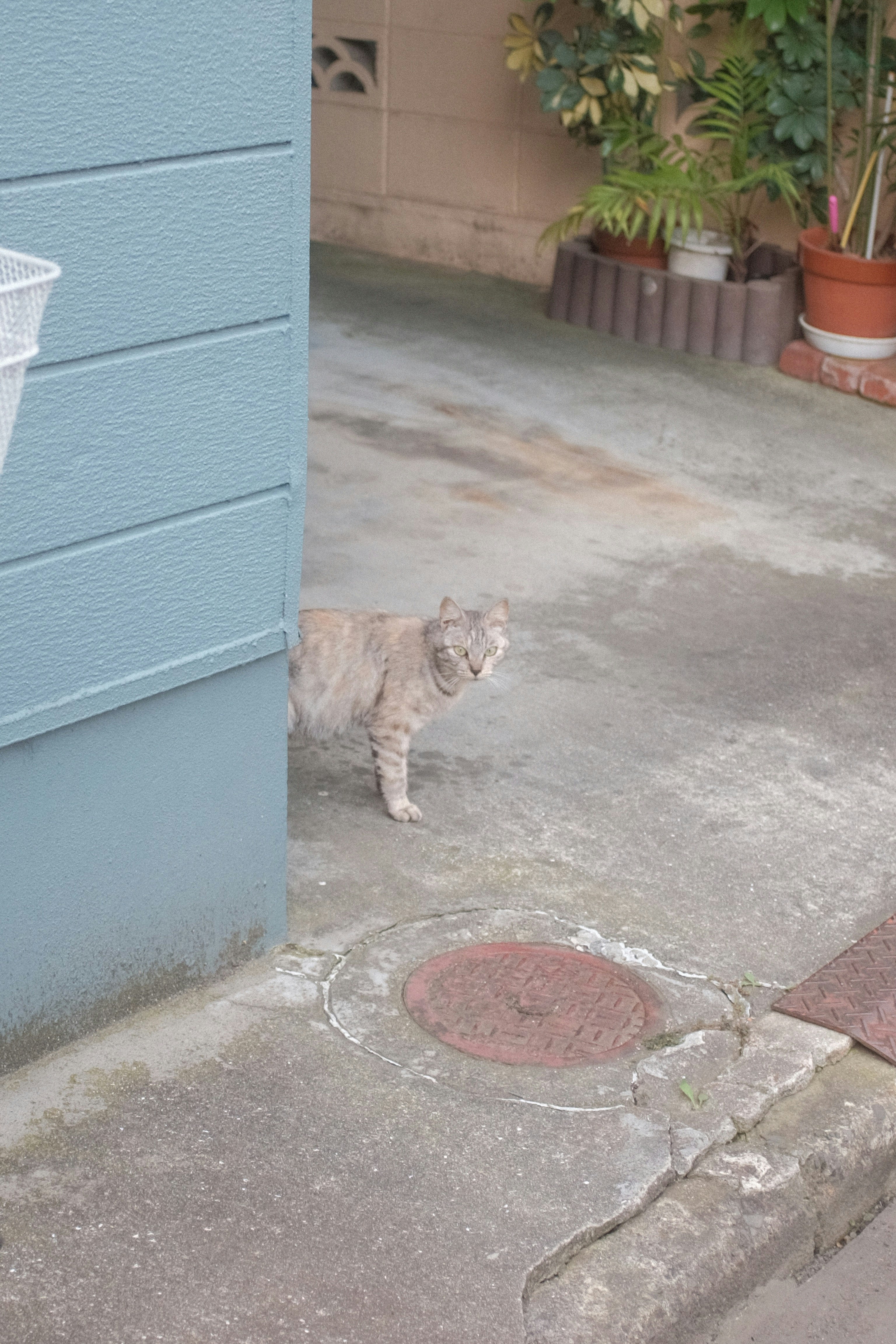 brown tabby cat on gray concrete floor